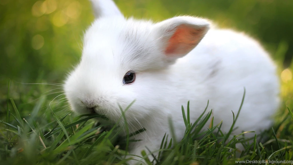 Cute Rabbit Wallpapers For Mobile Danasrhp.top