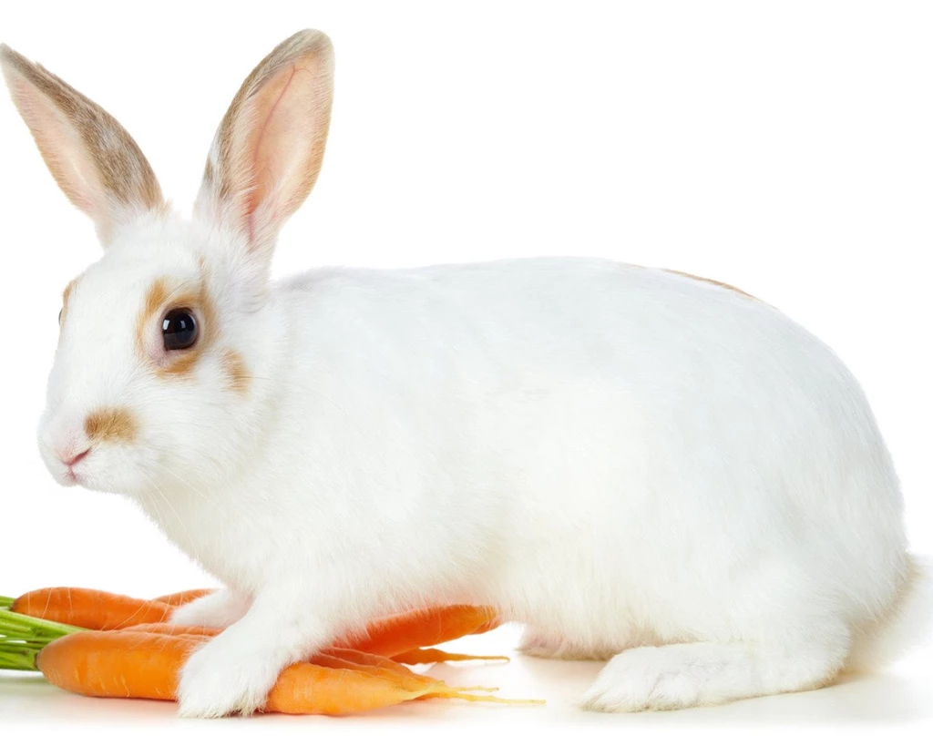 Cute Rabbit Wallpapers Clean White