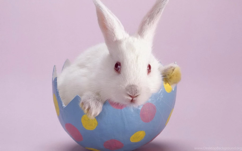 Obediently White Rabbit HD Wallpapers 2 - Animal Wallpapers Free ...