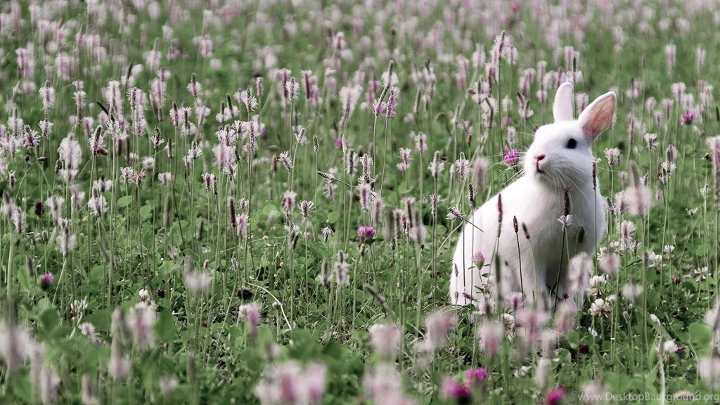A White Rabbit In Tall Flowers