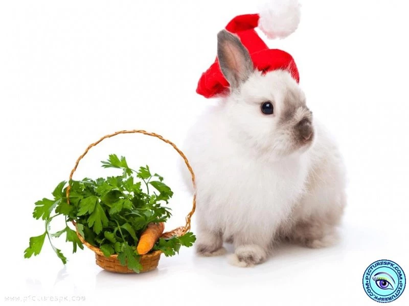 View Beautiful White Rabbit Picture Wallpapers In 800x600 Resolution