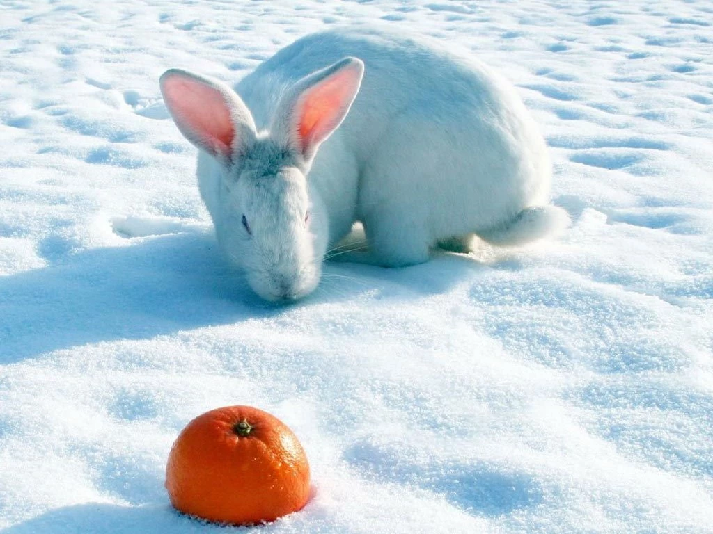 White Rabbit And Orange Fruit Wallpapers