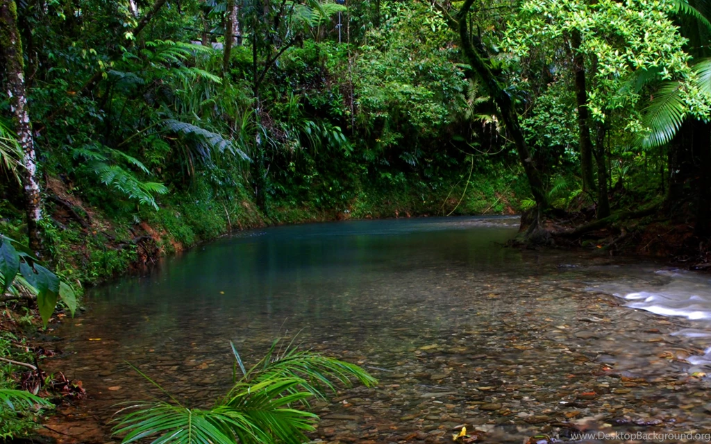 Tropical Rainforest