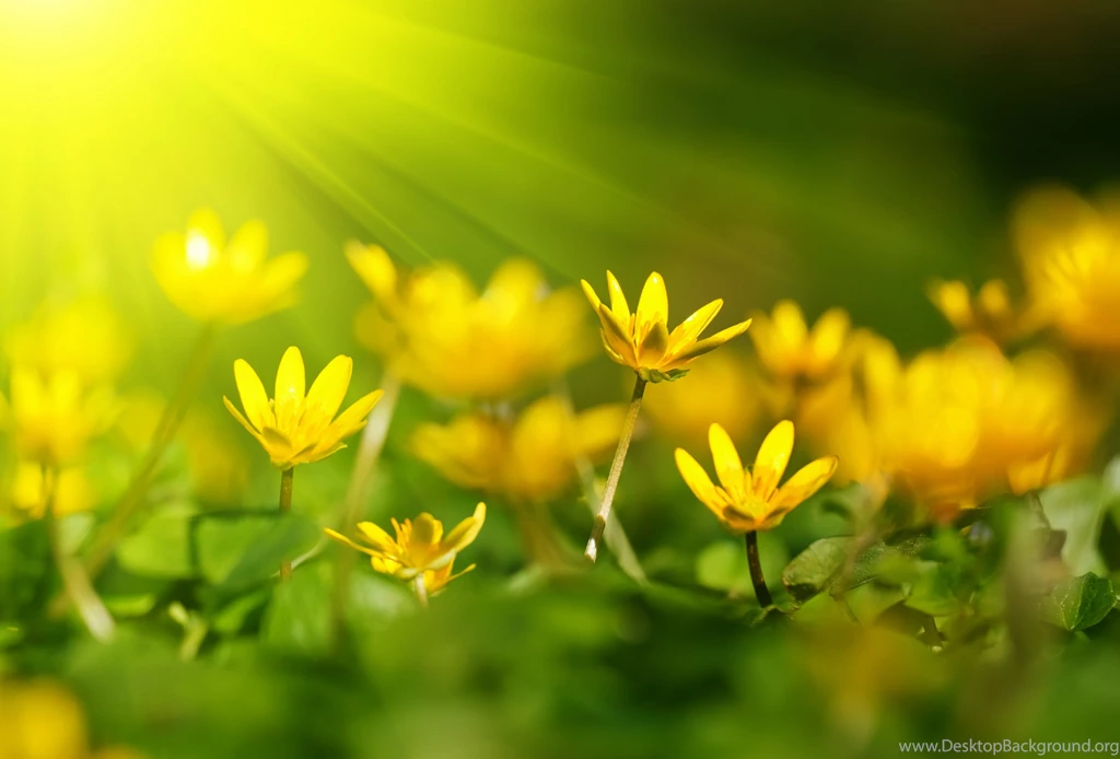 Nature Wallpapers