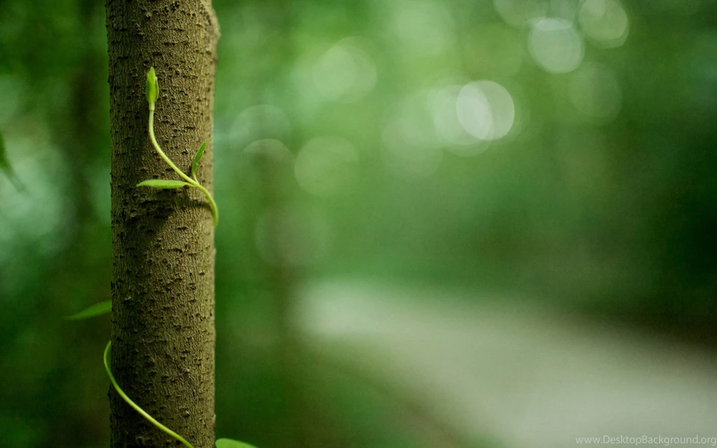 Nature Backgrounds Free Download