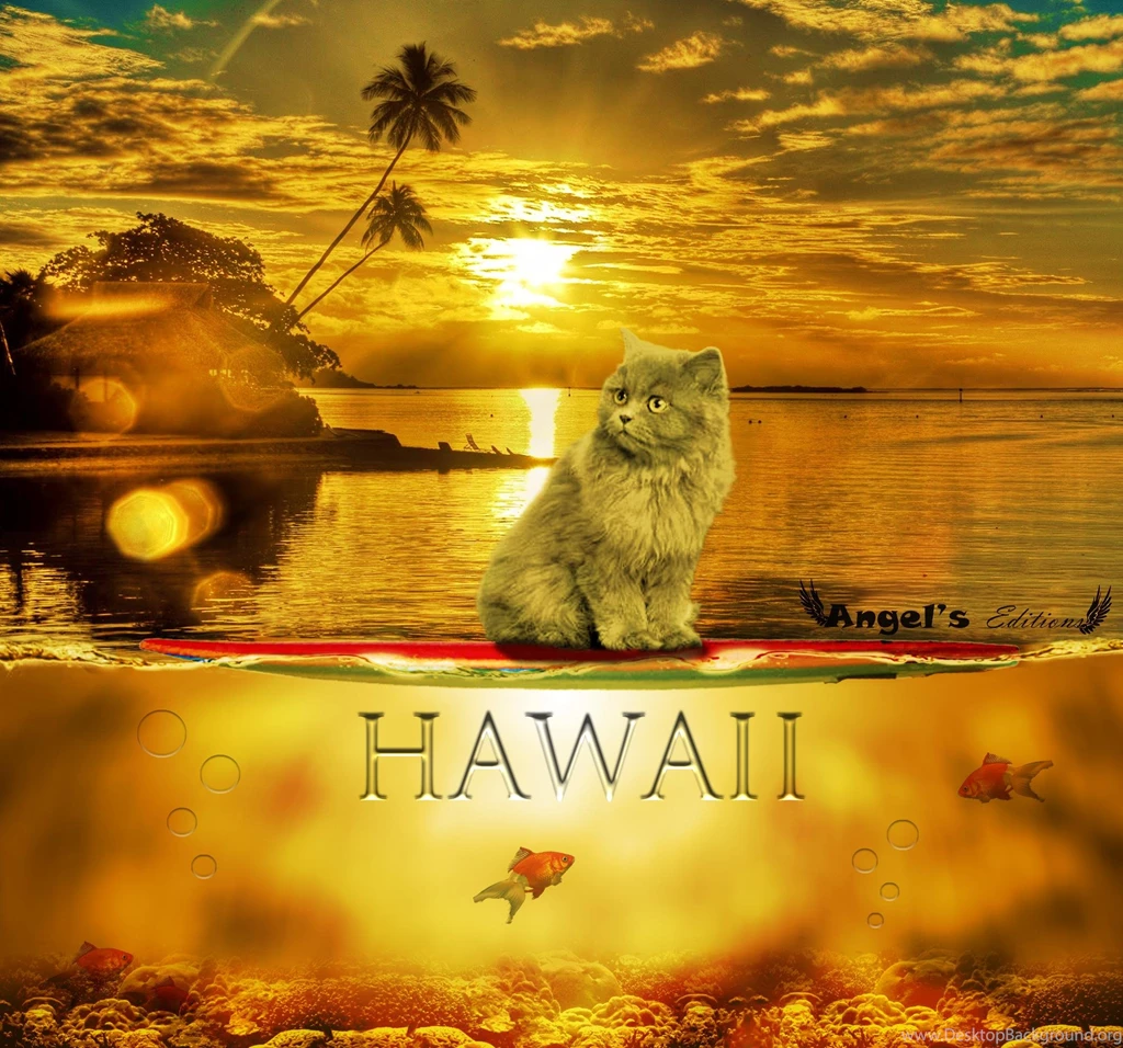 The Cat In Hawaii (