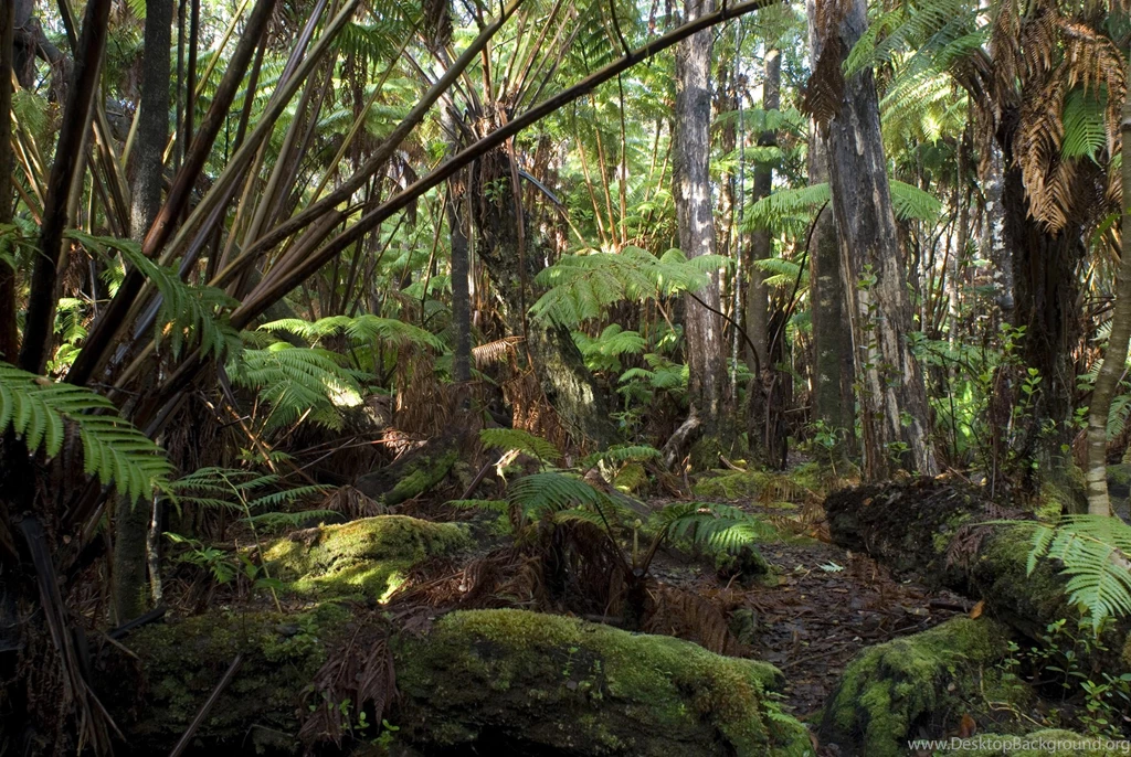 Free Stock Photo Of Hawaiian Rainforest Backgrounds