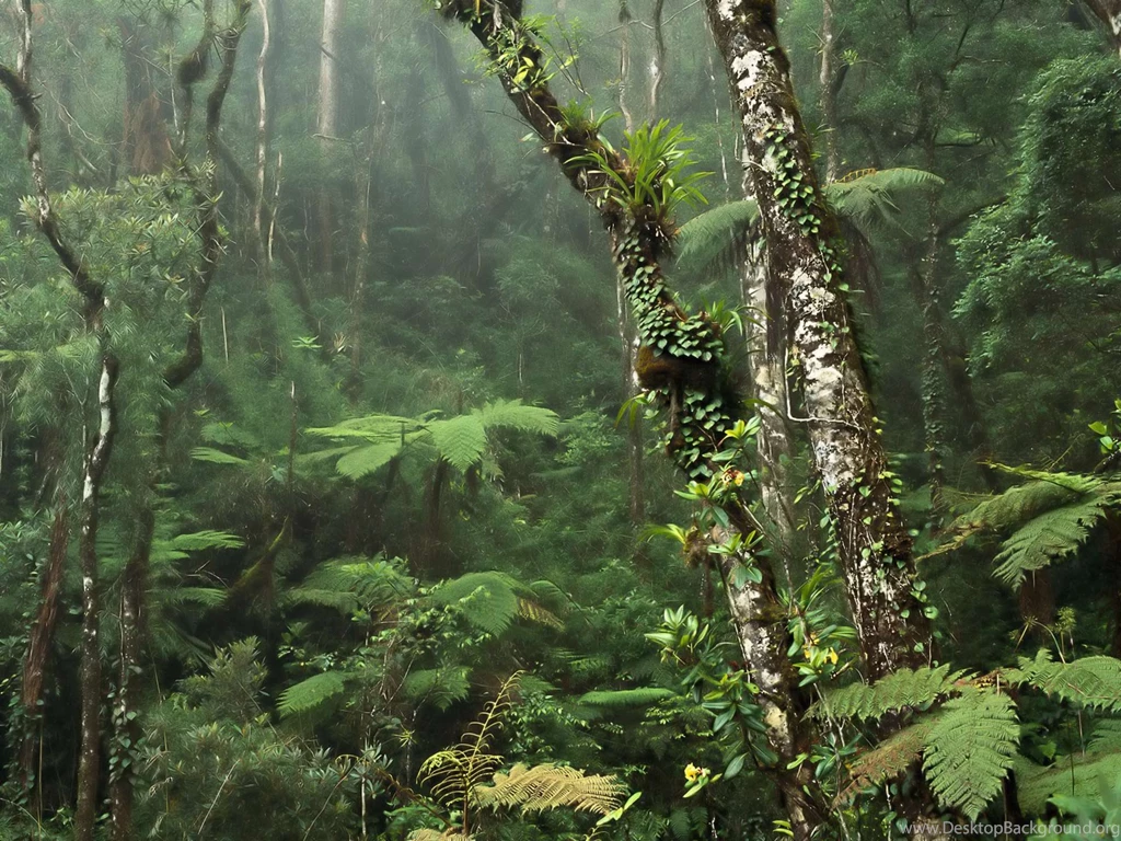 Desktop Wallpapers · Gallery · Nature · Rainforest