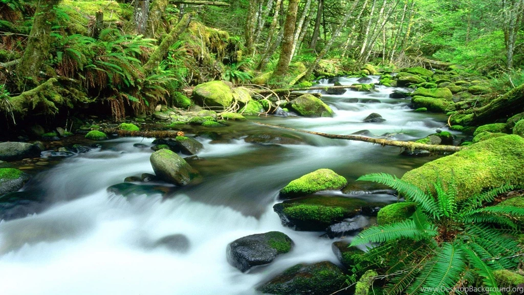 6 Daintree Rainforest HD Wallpapers