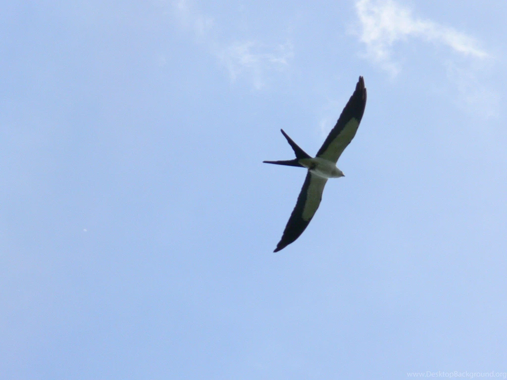 Kite Wallpapers