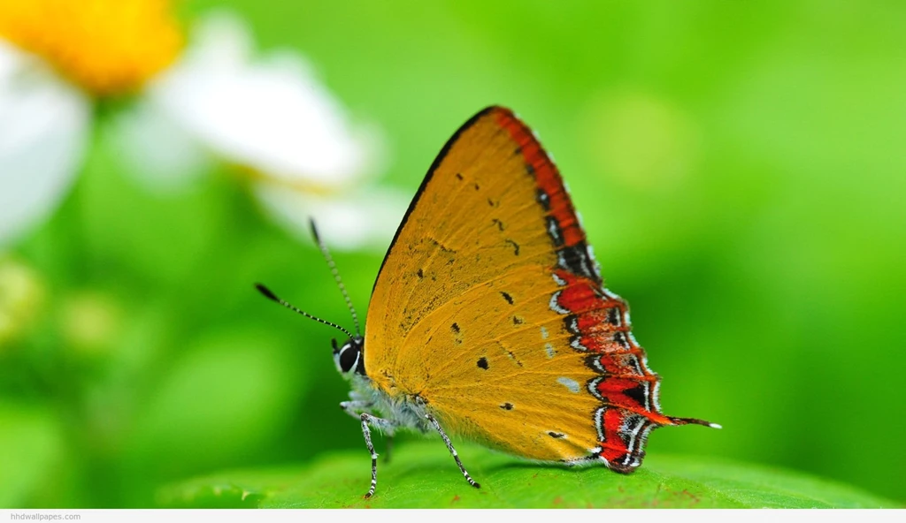 Full hd nature wallpapers 1080p desktop 14 HD Widescreen Wallpapers