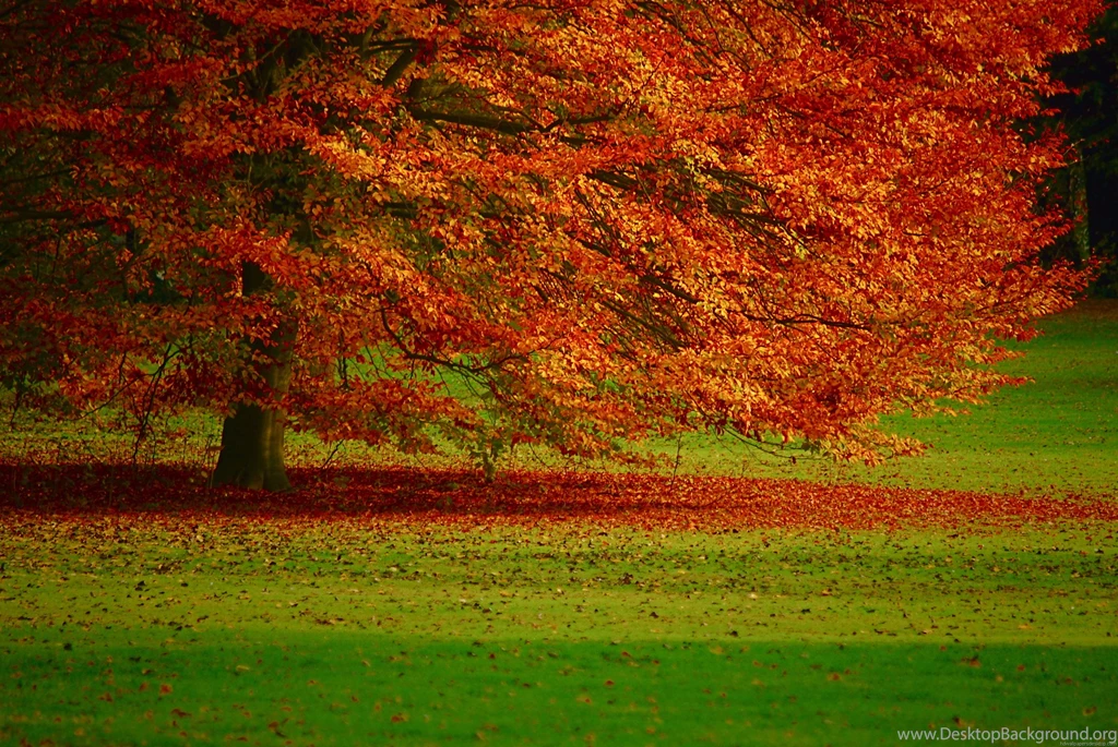 Nature Desktop Wallpapers Nature Wallpapers Hd Widescreen 1920x1200 ...