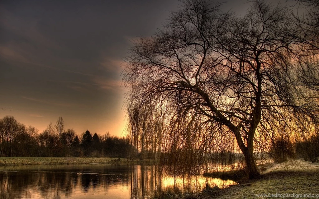 Weeping Willow Tree Backgrounds Wallpapers » WallDevil Best Free ...