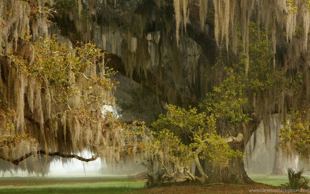 Nature, Landscape, Ancient, Grass, Mist, Huge, Weeping Willow Tree ...