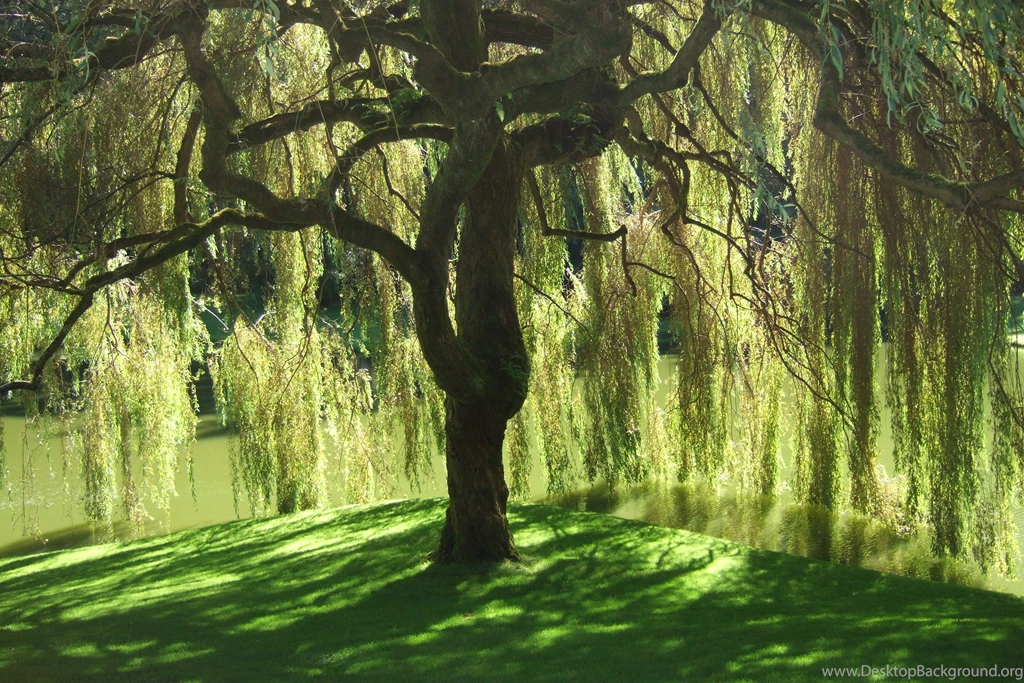 Willow Tree Wallpapers Wallpapers Zone