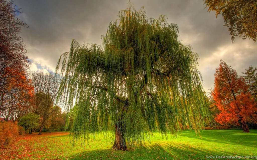 Top Hd Wallpapers Weeping Willow Wallpapers