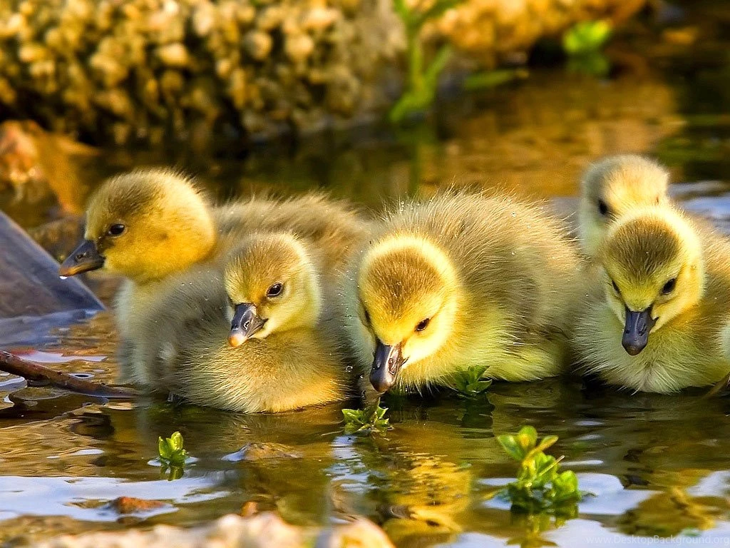 Baby Duck Wallpapers