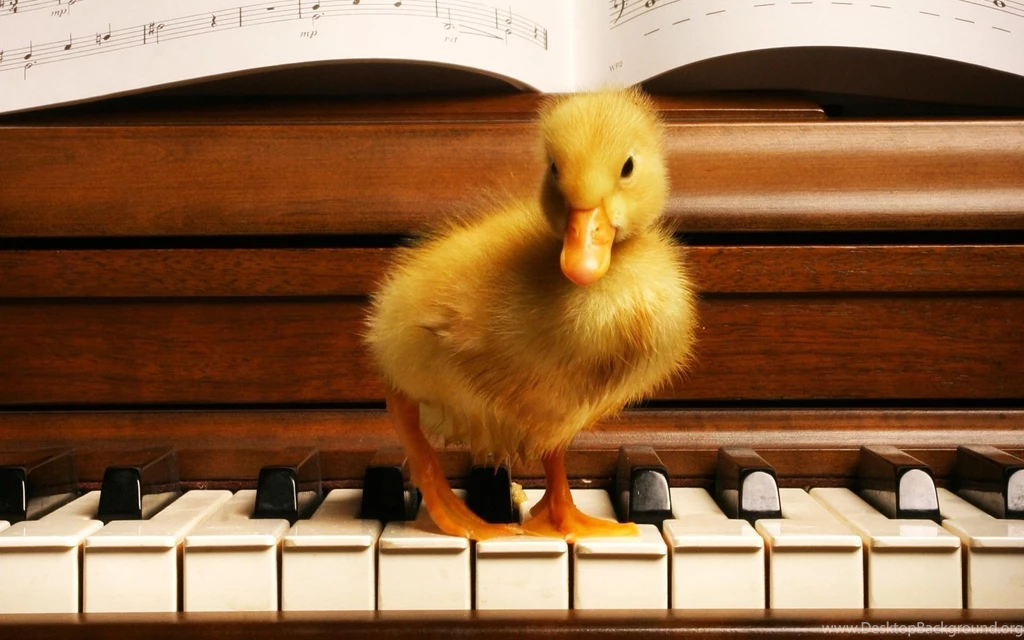 Baby Duck Wallpapers Wallpapers Cave