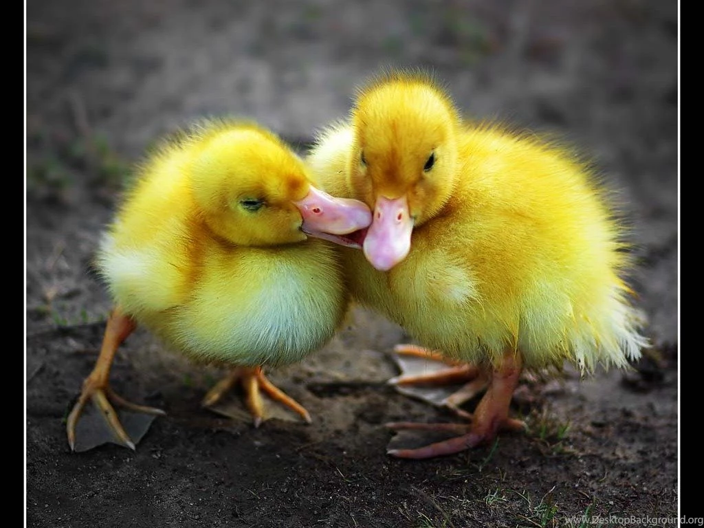 Baby Animals Page 34