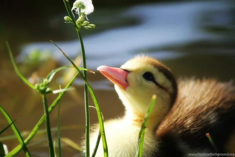 Eggs Ducks Duckling Baby Birds 1920x1200 Wallpapers – Animals Ducks ...