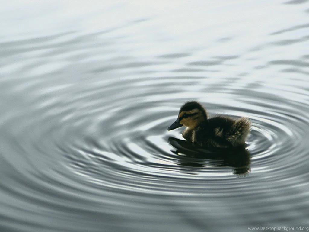 Baby Duck Wallpapers