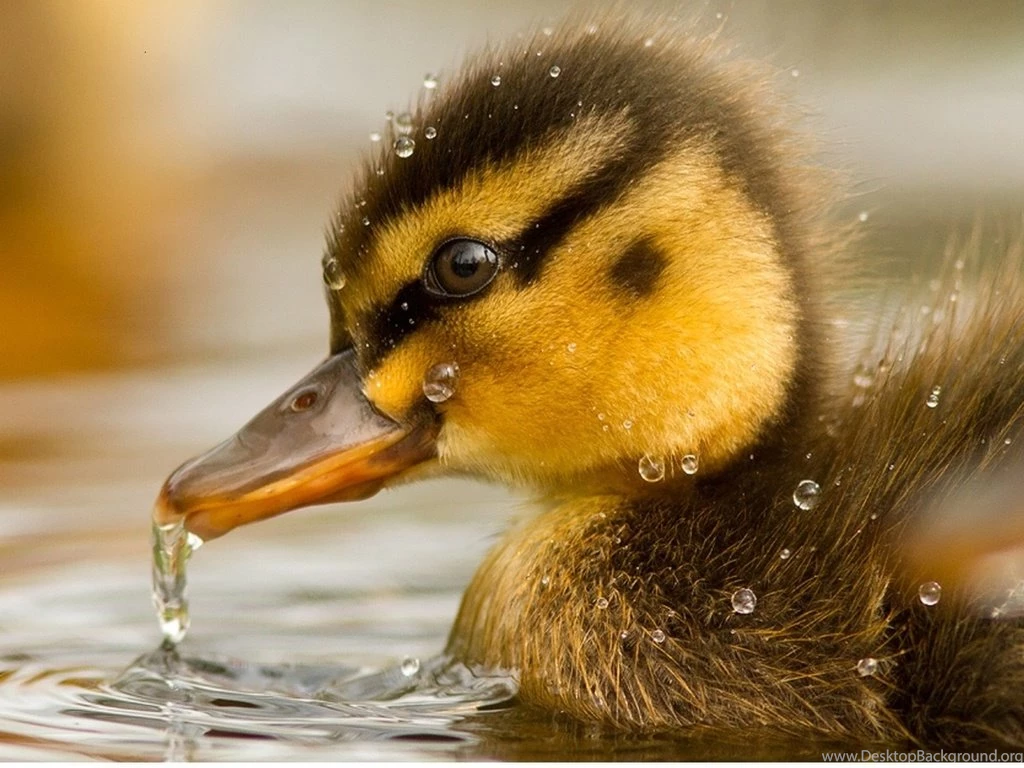 Best Animals Wallpaper: Baby Ducks, 704706, Animals