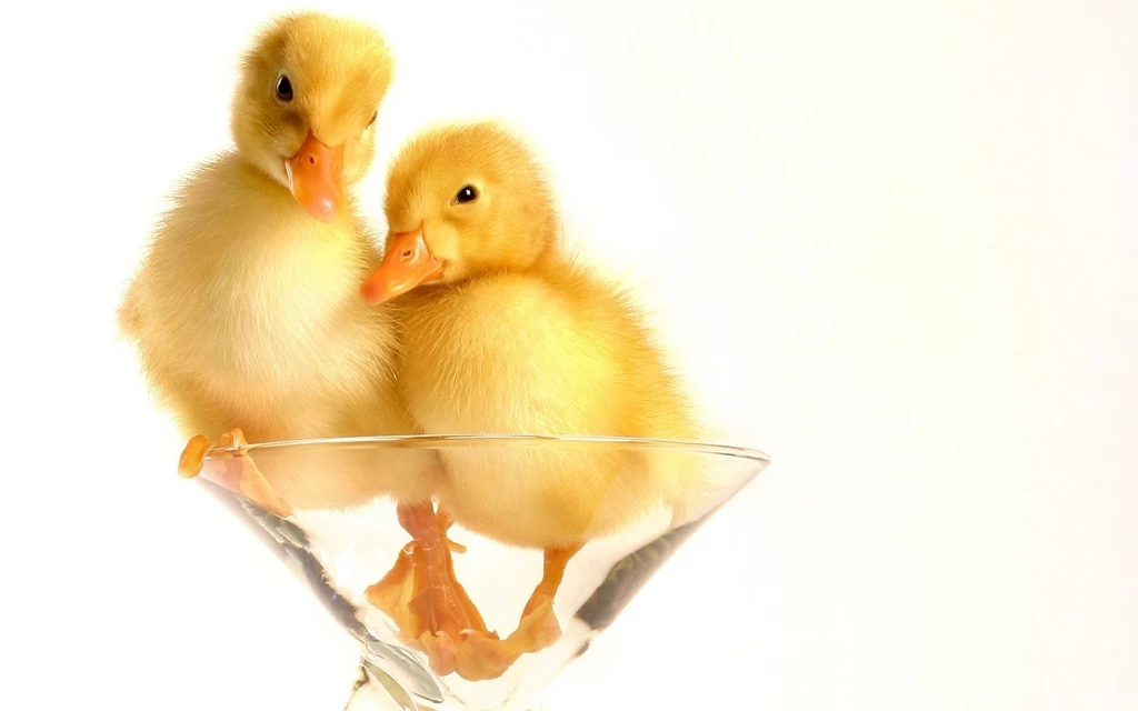 Two Cute Baby Duck In Glass High Definition Photos