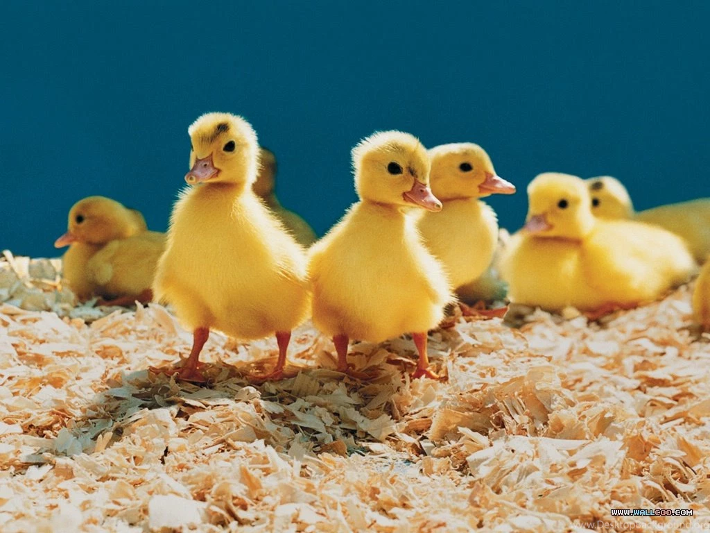 Loveable Little Creatures: Baby Chicks And Ducks 1024x768 NO.15 ...