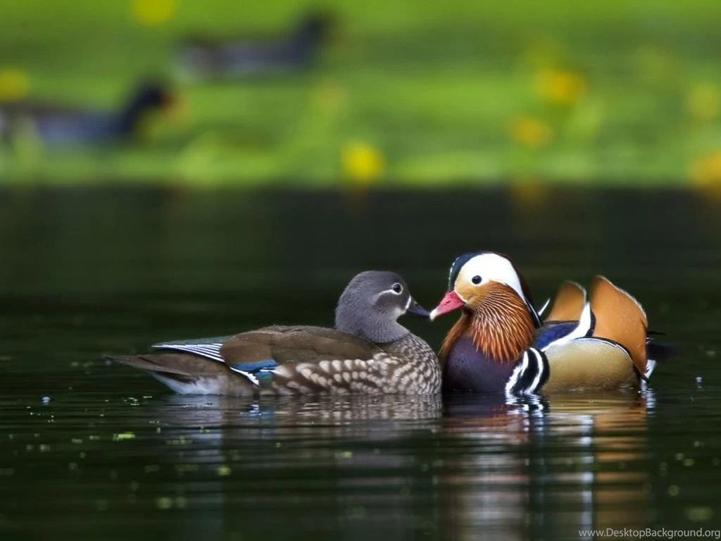 Ducks Wallpapers Wild Ducks Bird Photo Gallery
