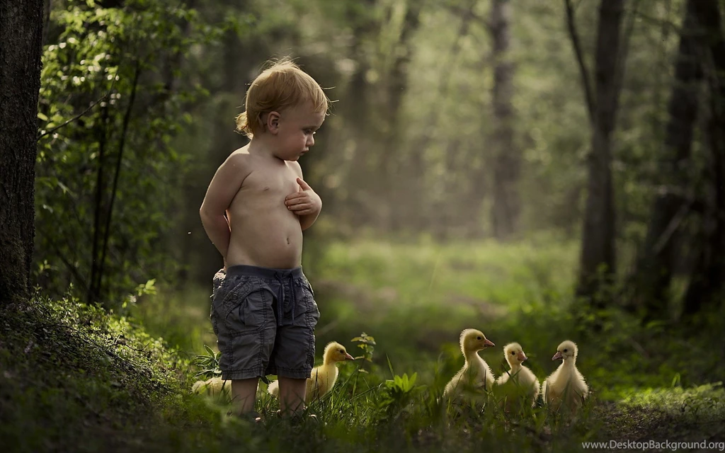 Duck Wallpapers