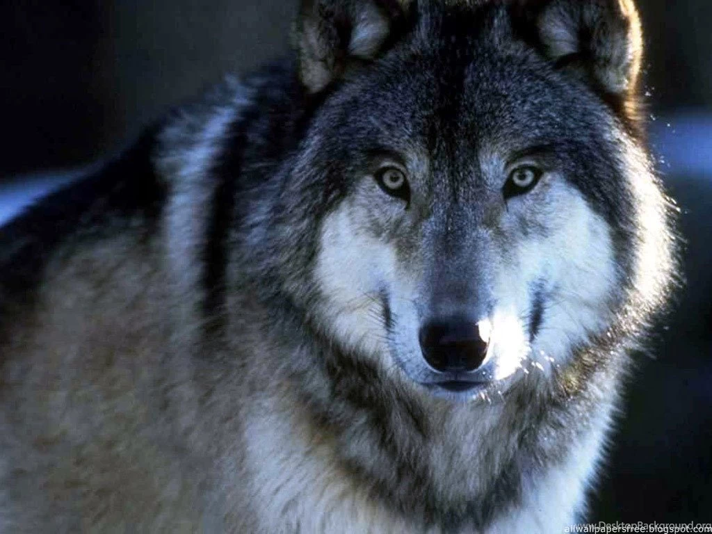 Wolves Wallpapers 1024 X 768 Photo 26 Of 99