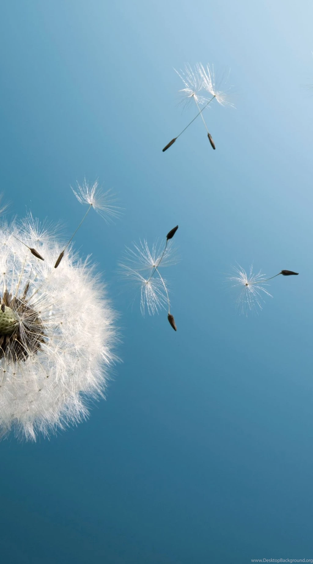 Dandelion iPhone HD Desktop Wallpapers 10113 HD Wallpapers Site