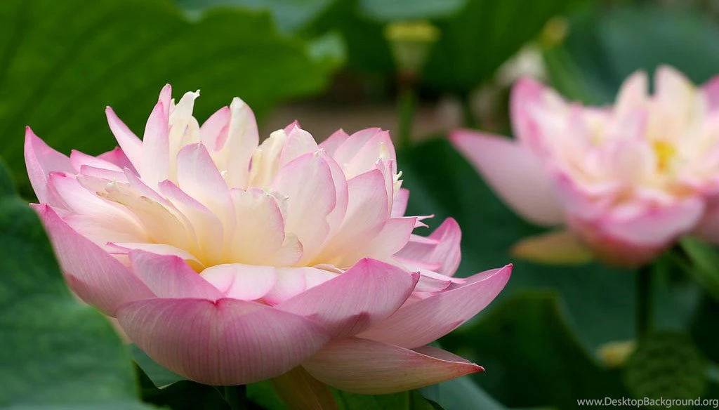 Pink Lotus Flower Wallpapers 91, Lotus Flower Pictures & Images