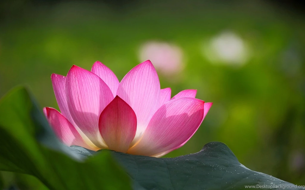Pink Lotus Flower Green Leaves Blur Backgrounds Wallpaperpink Hd