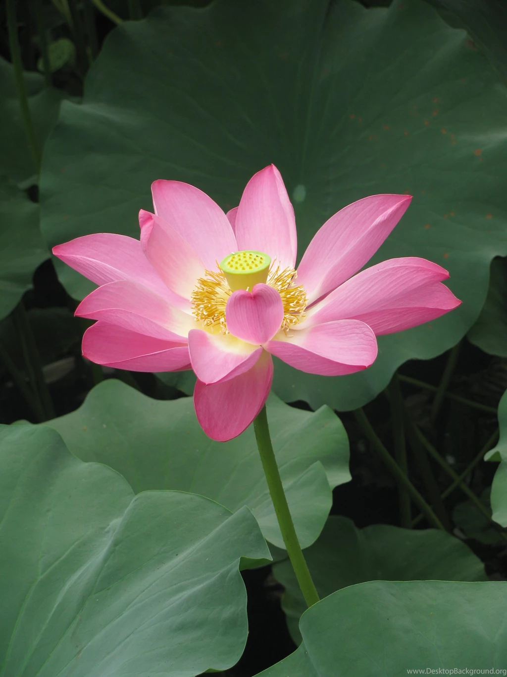 HD Pink Lotus Picture Download 3, Lotus Flower Pictures & Images