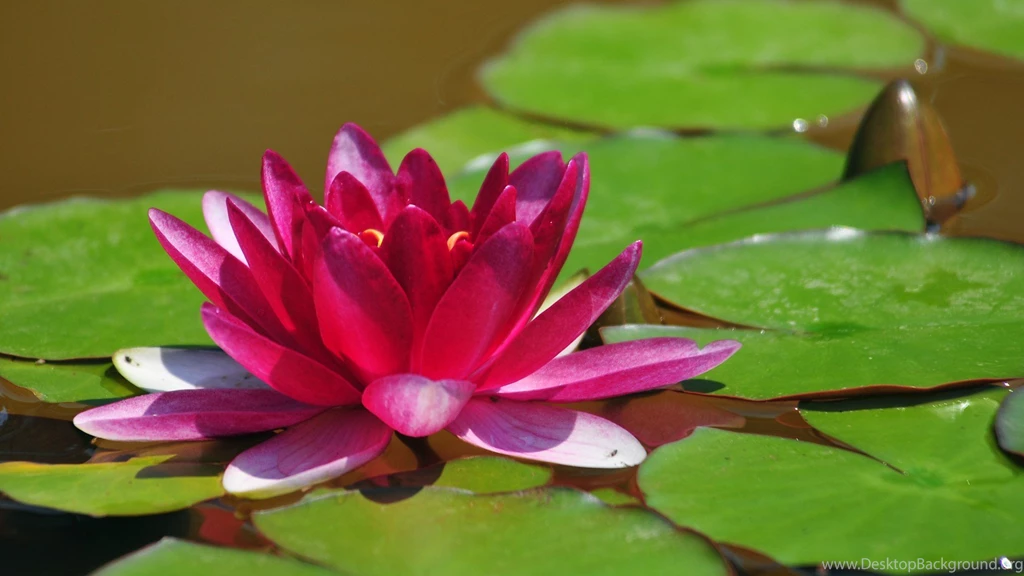Pink Lotus Flower Wallpapers Phone For Desktop Uncalke.com