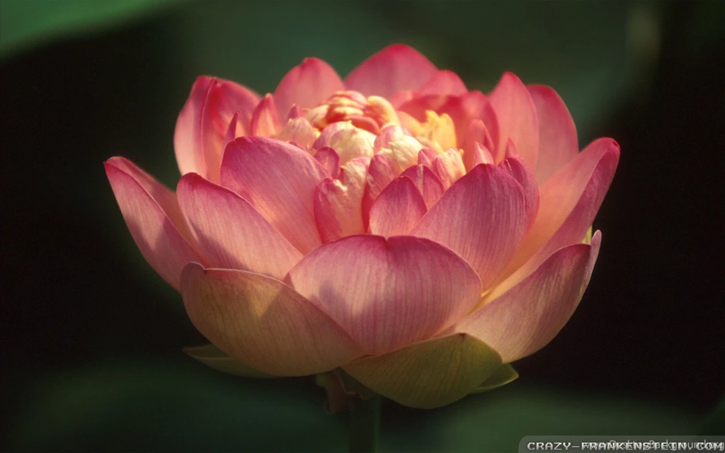 Red Lotus Flower Wallpapers Crazy Frankenstein