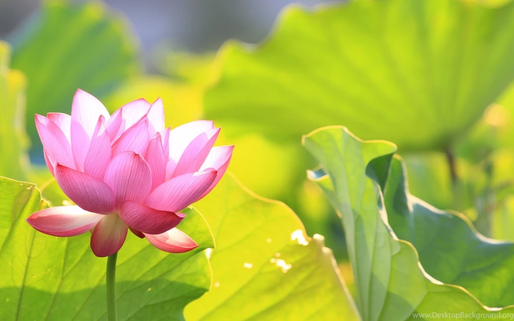 Green Leaves With Pink Lotus Wallpapers 1920x1200 434765