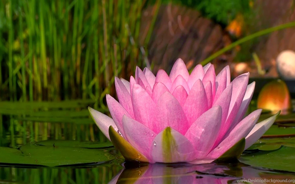 Flowers: Flowers Vase Glass Orchid Wallpapers Pictures HD For High ...