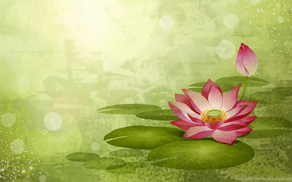 Top Lotus Flowers Wallpapers