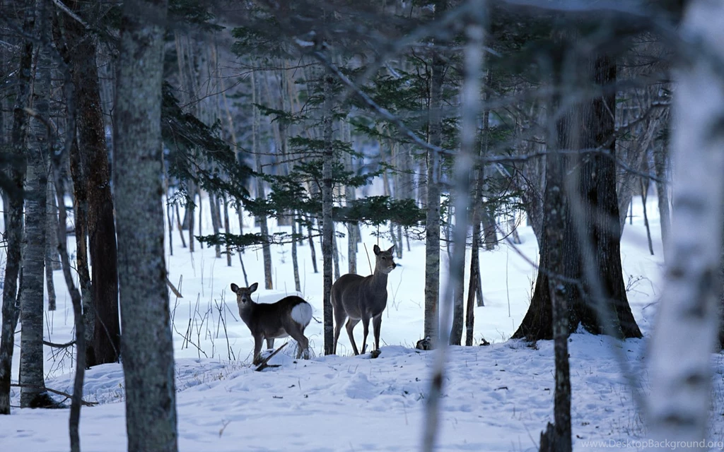 Widescreen LCD Display ] 1440*900 Winter Snow Photos   Snow Scenes ...