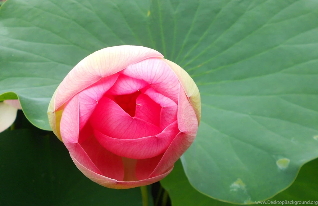 Pink Lotus (