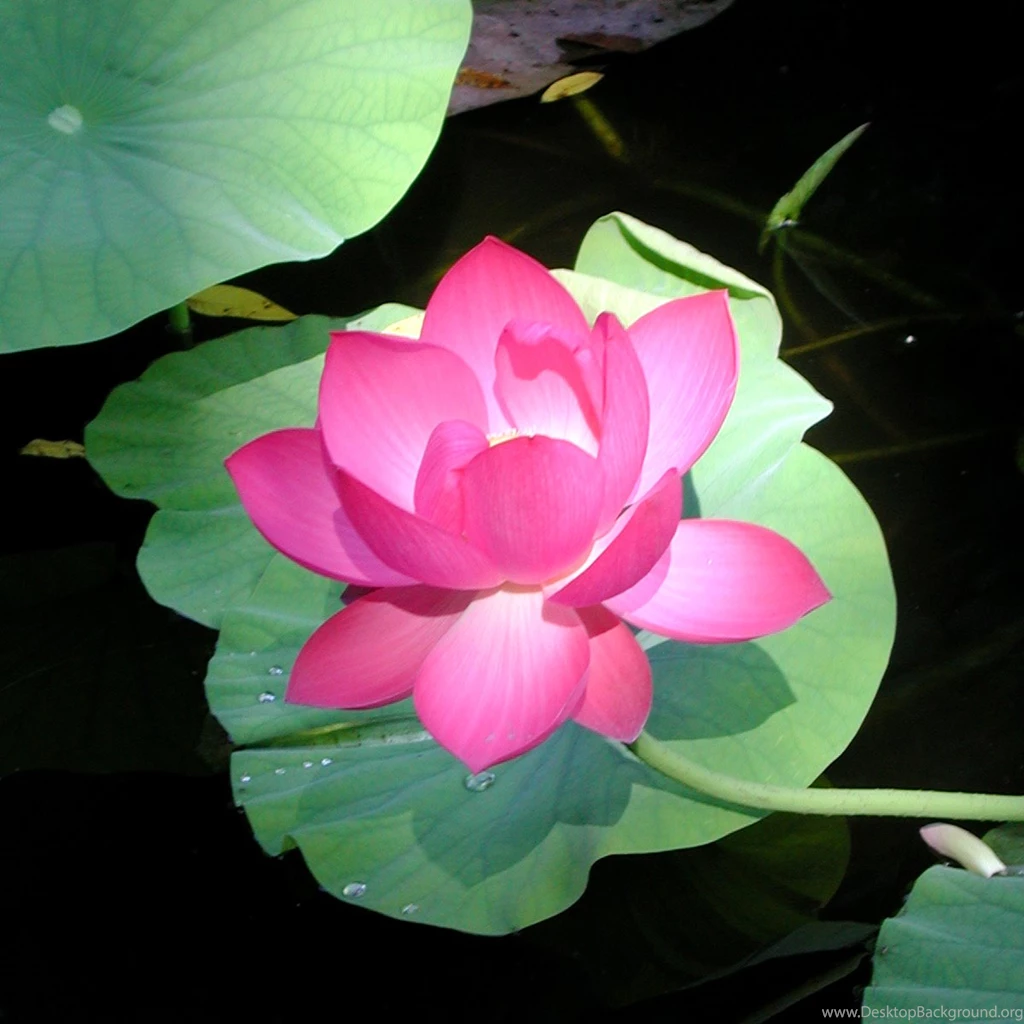 Lotus Latest Lotus Flower Hd Wallpapers – Fine HD Wallpapaper RR