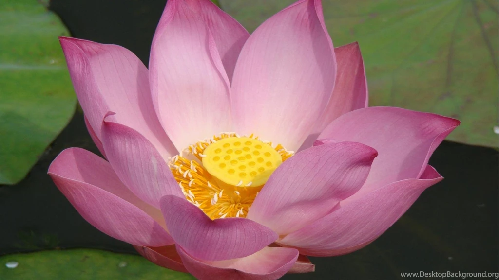Pink Lotus HD Desktop Wallpapers : Widescreen : High Definition ...