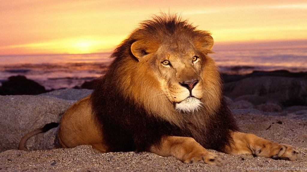 HD High Resolution Lion Wallpapers For Desktop Full Size ...