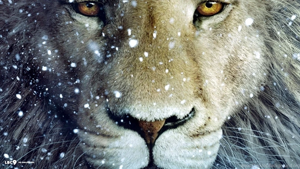White Lion Wallpapers 31/44