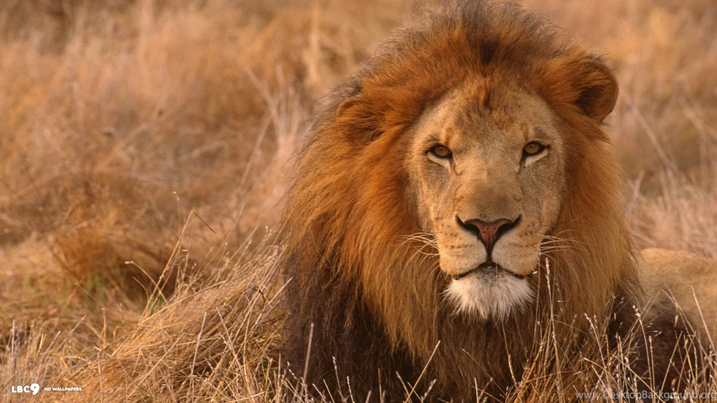 Lion Wallpapers 13/18