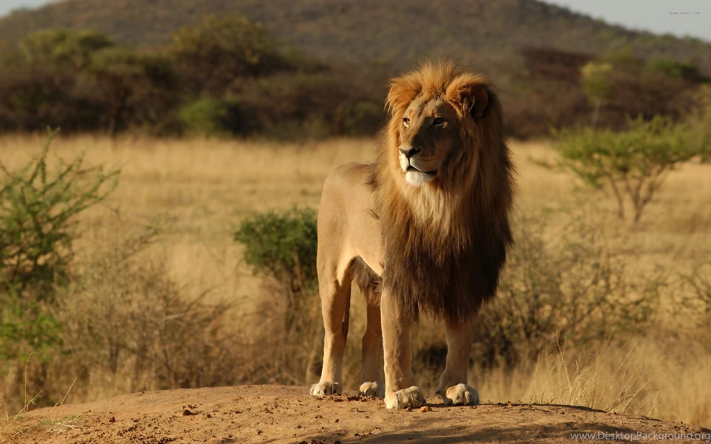 Lion wallpaper.jpg