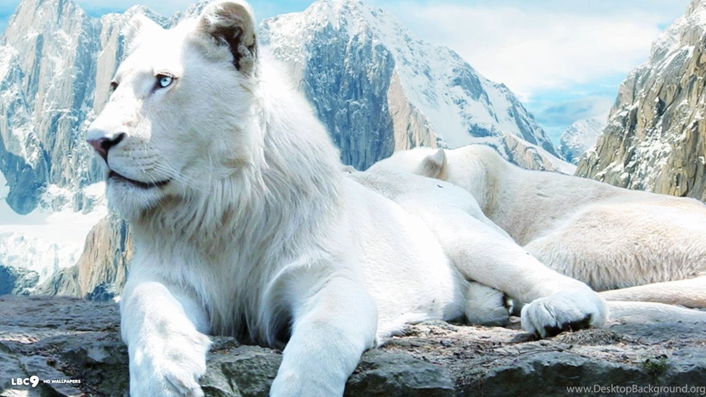 HD White Lion Wallpapers High Resolution Full Size   HiReWallpapers 342