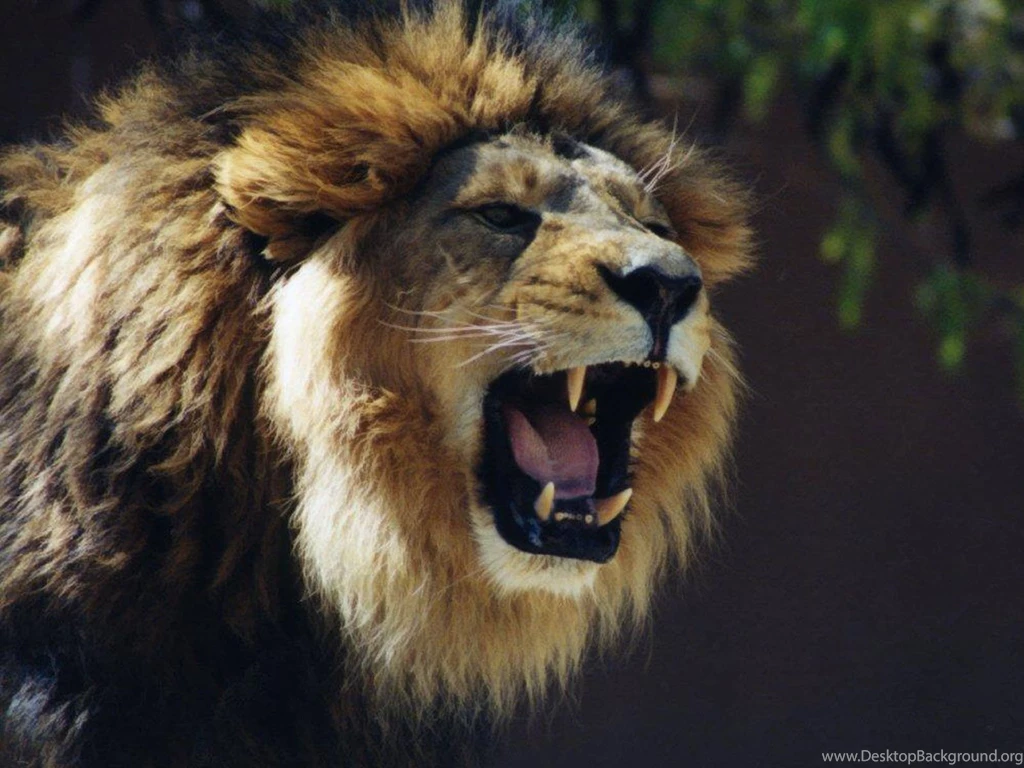 30+ Amazing HD Lion Wallpapers